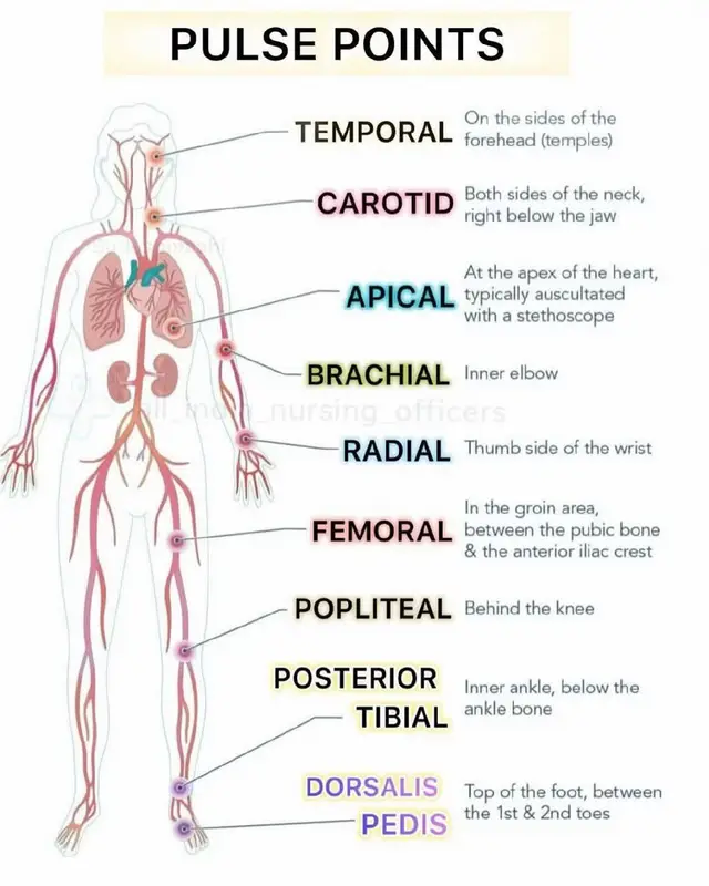Pulse points are specific locations on the body where arteries are close to the skin's surface, allowing you to feel the pulse, or the rhythmic expansion and contraction of an artery with each heartbeat. These points are useful for assessing pulse rate and rhythm, and for other purposes like applying scents or essential oils. #medicine  #physics  #phsiology  #LearnOnTikTok  #anatomy 