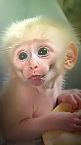 Smiling mongkey 😂#fyp #viral #funnymoments #funnyvideos #funnyedit #smilingmongkey#fyp #viral #trinding_video#trinding_editz #cce_path_presetz @jen 
