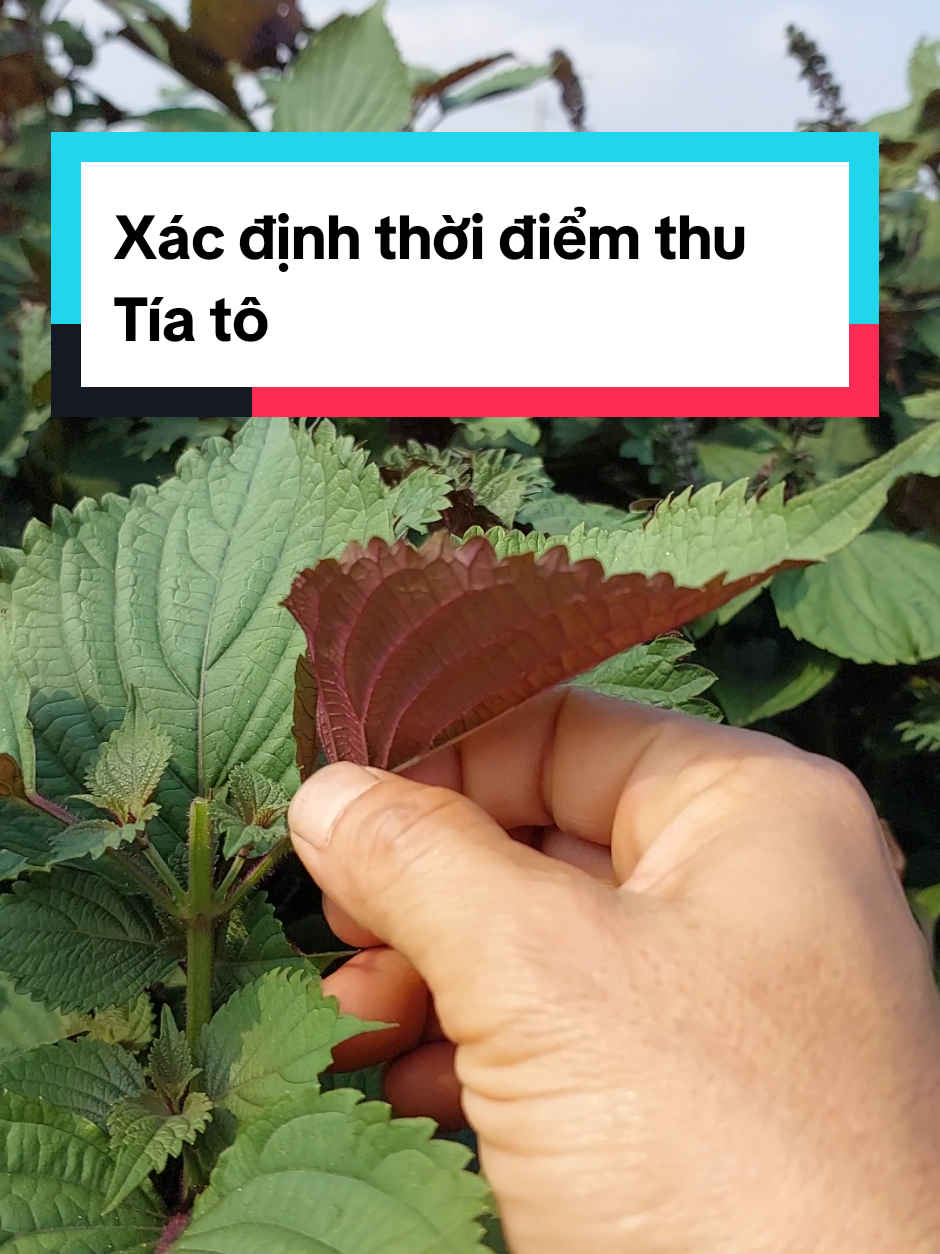 Thời điểm nào thu hoạch tía tô tốt nhất #Hao_famer #Vườn_thảo_dược 