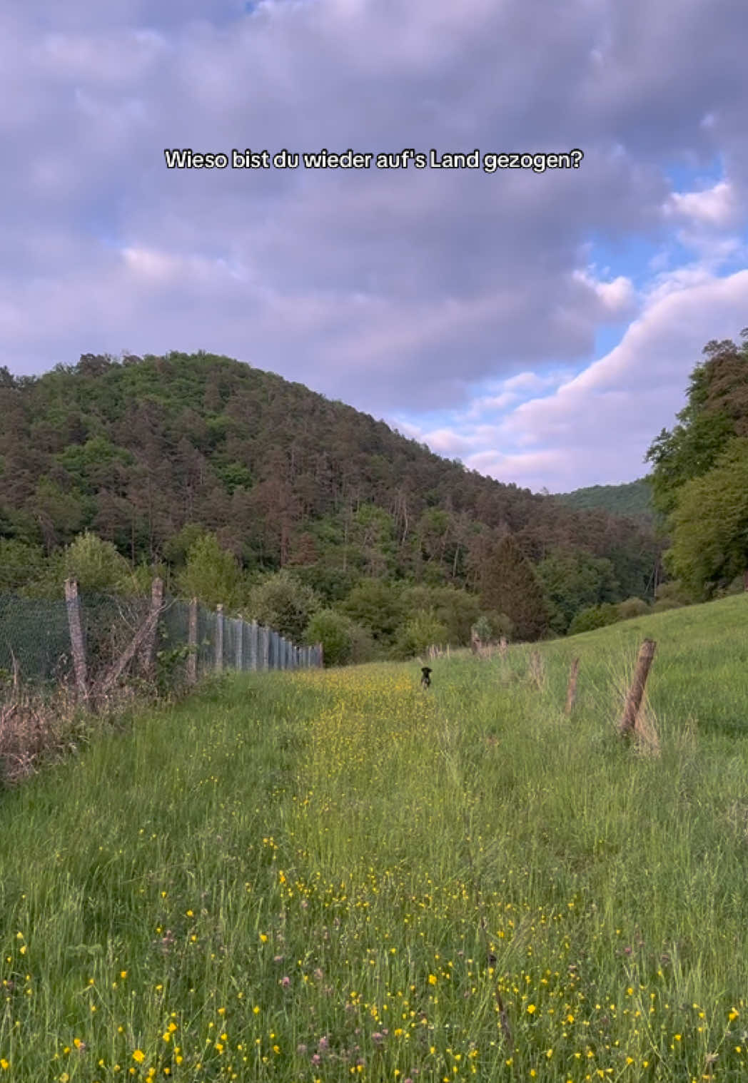 Für Momente wie diese 💛💛 #fyp #foru #hund #dackel #land #dorf 