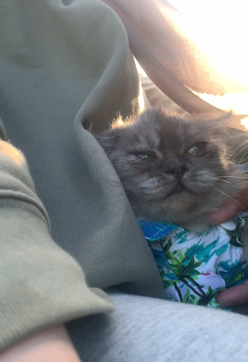 healing dlu gan🤙🏻👁️ #cat #fypシ゚ #pethotelpalu 