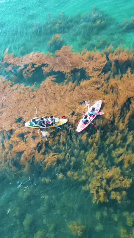 Bãi rong mơ tại Cô Tô đẹp xao xuyến lòng người.✨🌊🏝️#daocoto #coto #nammoreview #cotogenz #dulich #biển #he #dulichvietnam 