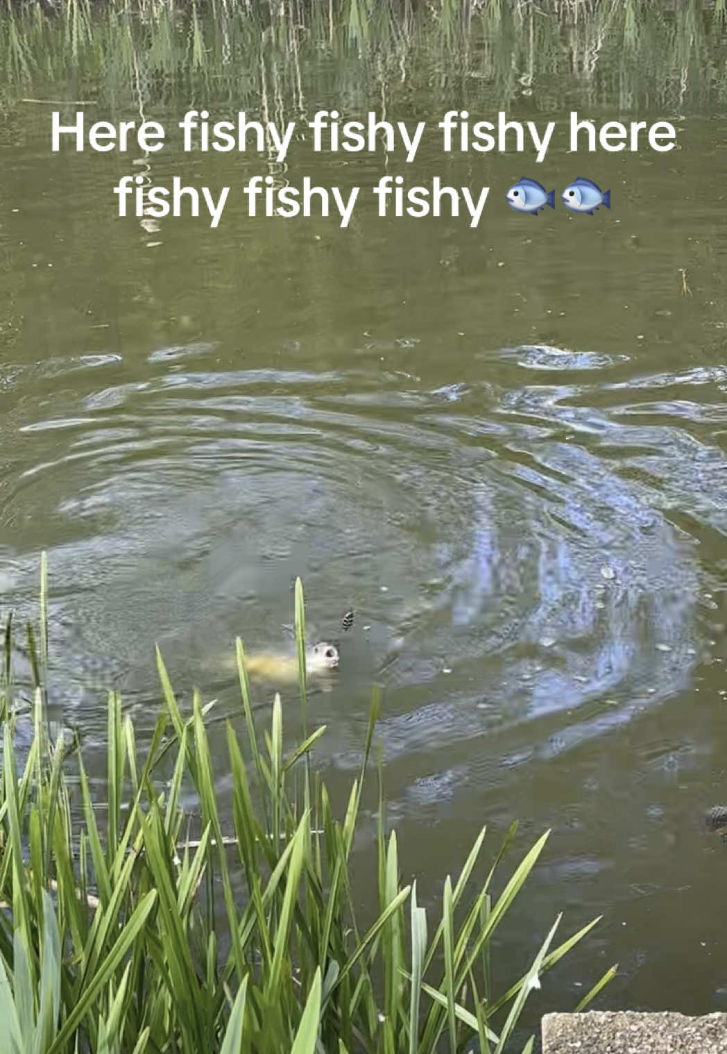 Fishyyy 🐟🎣 #fyp #foryou #foryoupage #fish #fishy #fishing 