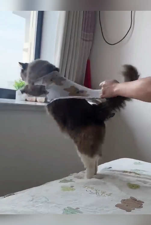 Cat:Call the police,I’m going to call the police to arrest you 😾😾#funnycat #pet #fyp #catlover #funnyvideos #catsoftiktok #cute #kitten #cat #funny #cute 