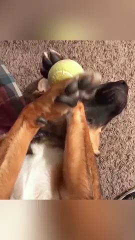 Dogs like balls.#dog#funny#funnyanimals#funnypets#animals #dogsofttiktok #pet #foryou #longervideos