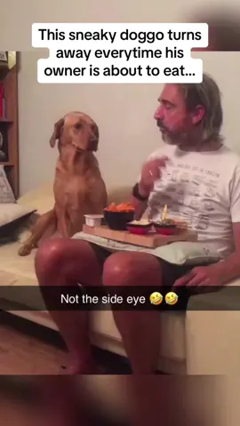Eat food in front of your dog#funnyvideo #funny #dog #lol 