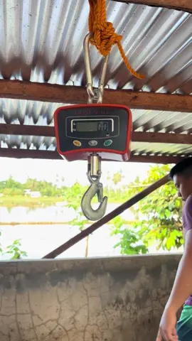 Heavy Duty Digital Crane Scale up to 500 kilos liveweight ang kaya! For the Go! #piggerybusiness #piggery #cranescale 