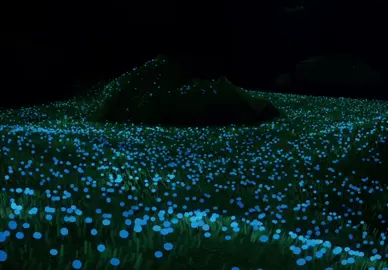 我喜欢那种美丽#games #viral #fyp #douyin抖音 #skychildrenofthelight 