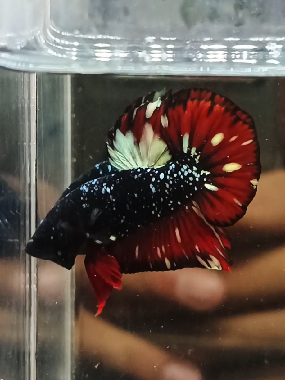 Red Gold Copper ❤‍🔥 Harga DM 📩📩📩 #bettachina🇨🇳 #fypage #bettafish #bettaindonesia🇮🇩 #fyp #ikancupanghias #bettabrunei 