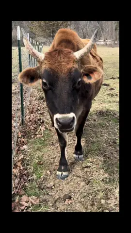 Snyder man 💜 #jerseysteer #bottlecalf #spoiledcow 