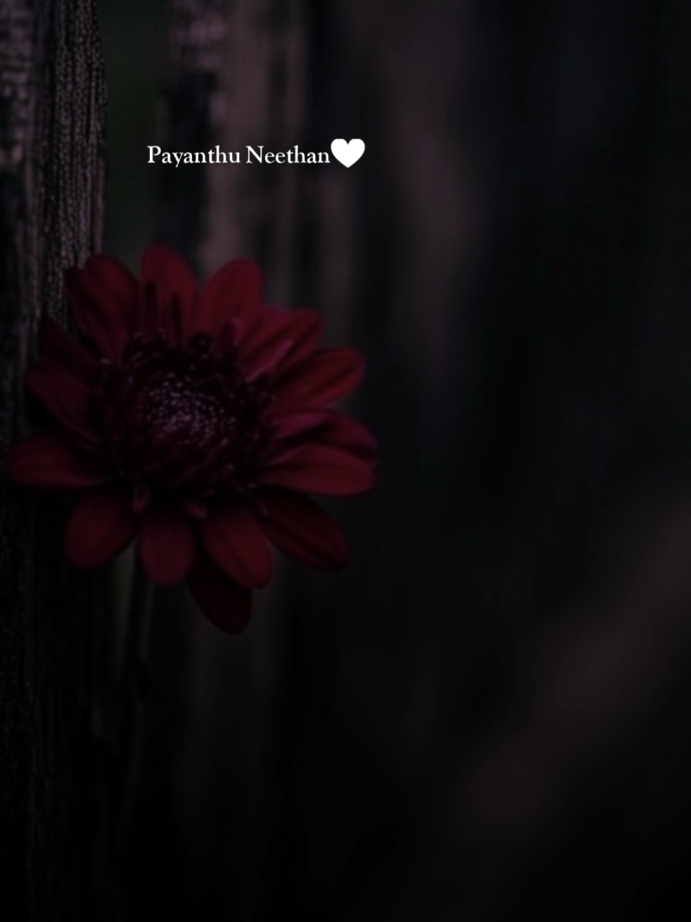 Un Nilalaja Paathu Payanthu Neethan Oodajila Unna Rasithenadi🤍🎶🦋🎼🌿