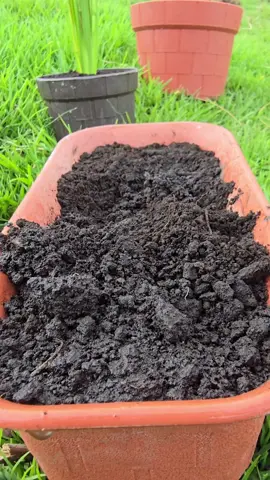 Discover the right way to propagate roses at home without expensive tools. Using garlic or aloe vera as natural disinfectants and rooting hormones ensures strong root growth. Avoid the common mistake of using flower buds—use healthy stems instead and see results in weeks! #PlantPropagation #GardeningTips #UKGardeners #HomeGardening #RoseCuttings #UrbanGardening #DIYGarden #GreenThumb 