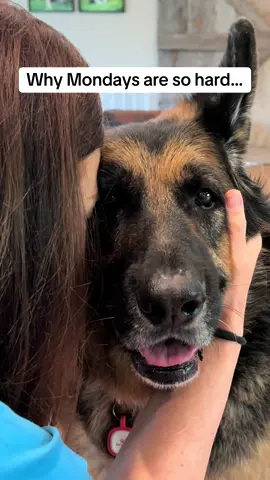 I know I’m not the only one having these full blown, guilt ridden conversations this morning… he’s why Mondays are so hard 💔 #gsd #dog #germanshepherd #monday #goodbye #worklife 
