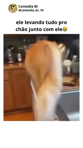 #cats #cutecats #foryou #funnytiktok #funnyvideos #usa #funnyanimals #fypシ゚ #cute #funnycat #catlover #funnypets #viral #funny
