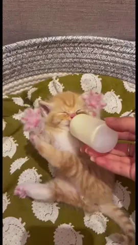 Sleeping kittens compilation #kittensoftiktok #babies #foryoupage #foryou 
