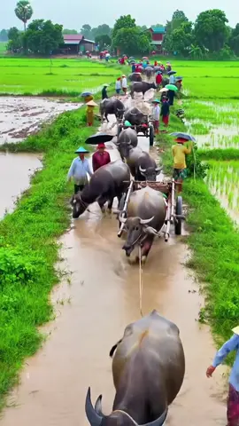 ដល់ខែរដូវវស្សាពិតជានឹកស្រុកកំណេីតខ្លាំងណាស់🌿🍀☘️☔️📸#ទេសភាពស្រុកស្រែ🌄🏜️🌱🌼🌾🐟 #ស្រុកស្រែ🖼️🌾🌞🌔❤️ #foryou #fyp 