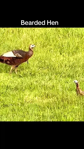 Bearded Hen #wildturkey #nature #wildandwonderful #fyp 