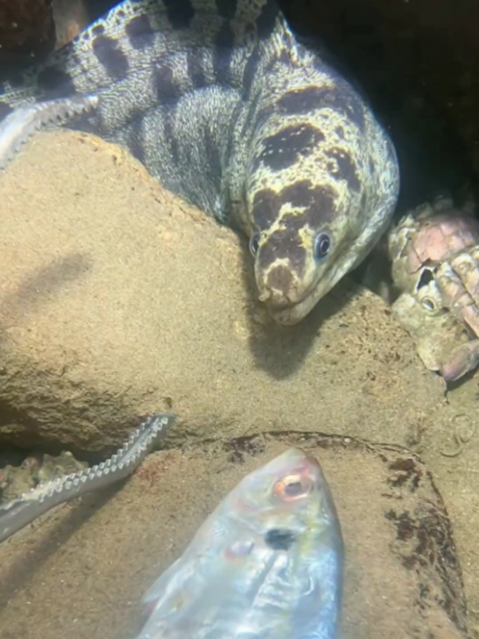 #diving #crab #catchthesea #seaside #seafood #fish #eel #lobster #seangsolofishing 