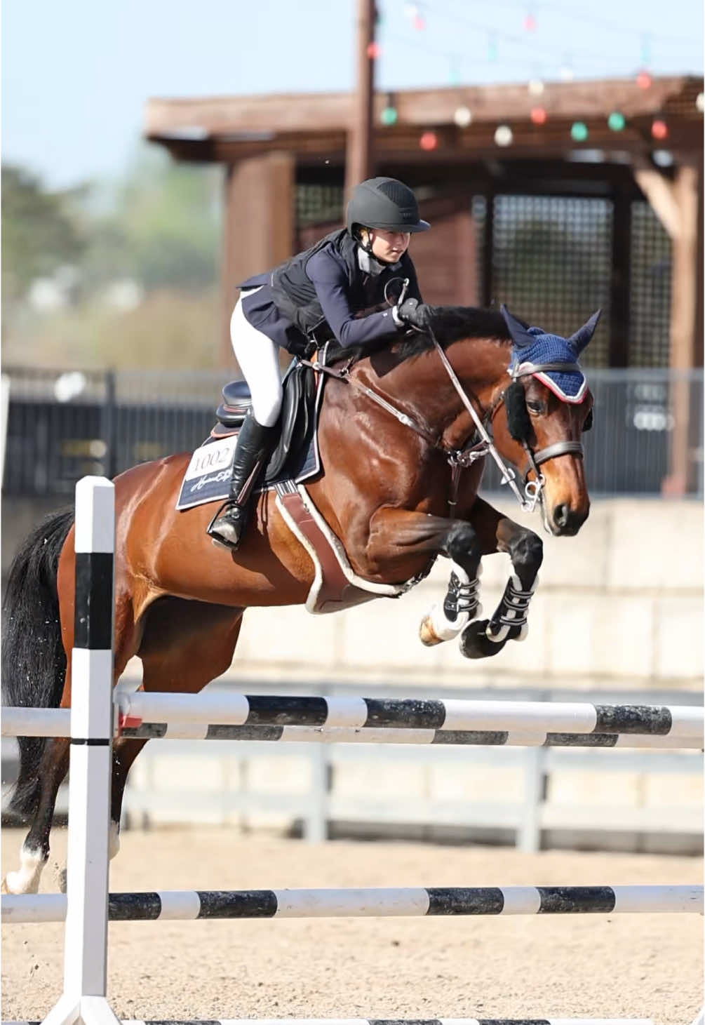 literally only horse i get jumped loose on constantly 😀🤣🤣 #tippyz 