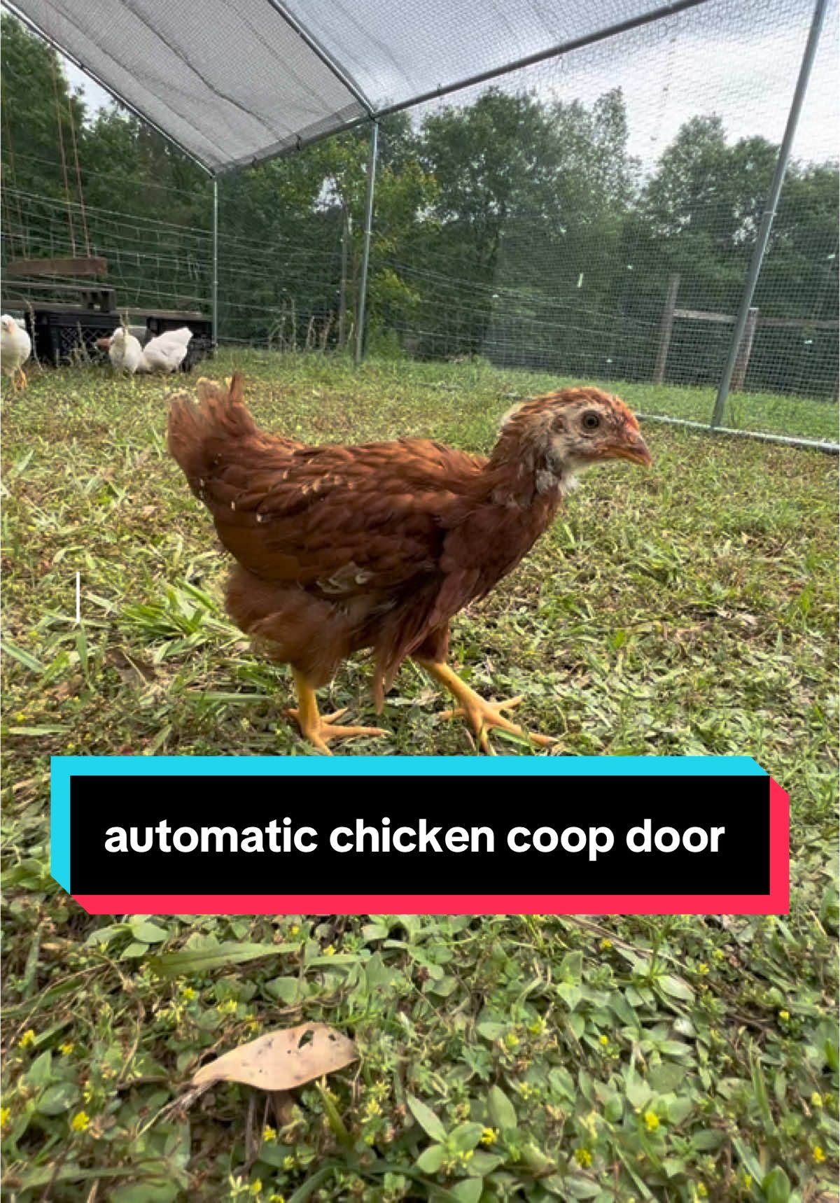 my ladies are very happy 🫶🏼🐓🐔 we love our @FarmParadise automatic door!  #chickens #backyardchickens #farm #farmlife #chickencoop #chickencoops 