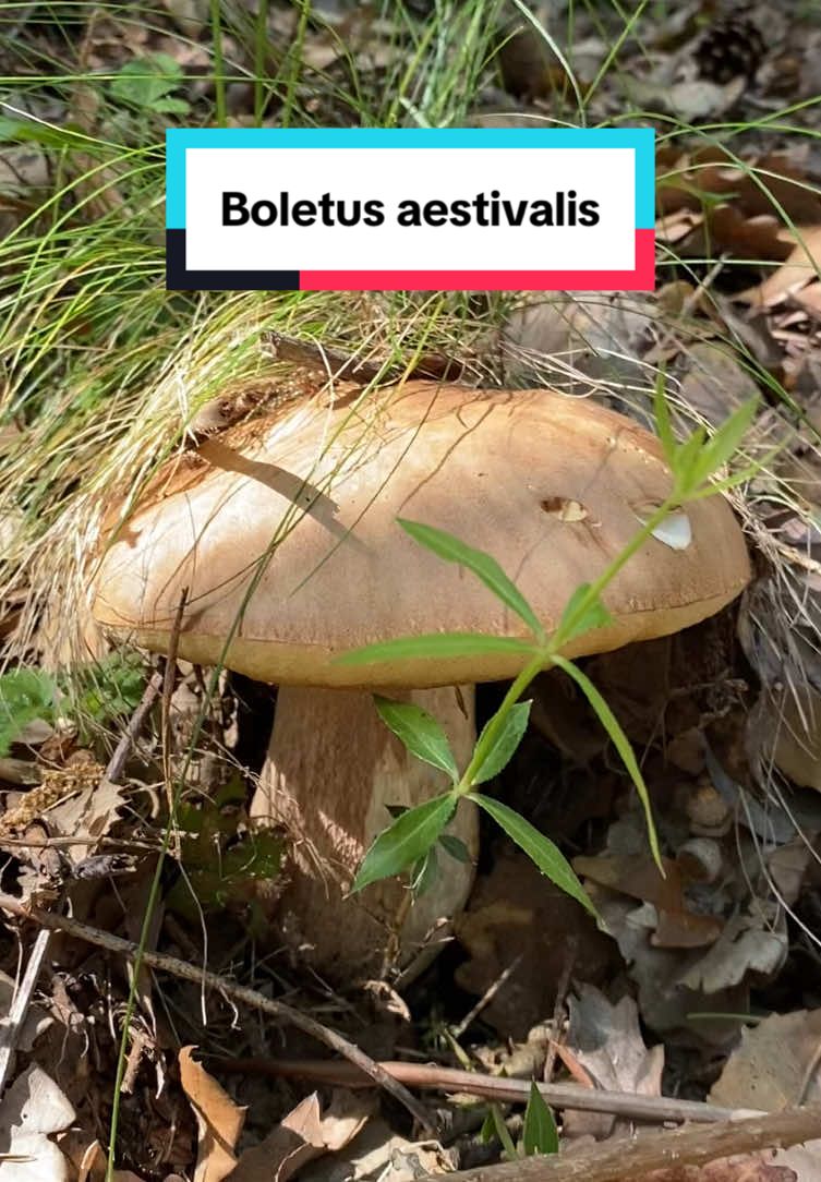 Boletus aestivalis (Boletus reticulatus) - #ASMR #asmrsounds #seta #bolet #mushroom #fungi #fungitiktok #fungilovers #fungifreaks #nature #funghi #fungiphotography #bolets #boletos #boleto #boletus #reticulatus #cep #cepe #bolete #Summer 
