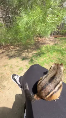 Hi Chippy!! ❤️🐿️  #squirrelwhisperer #chipmunk #Chippy #squirrelfriends #backyardwildlife #connectwithnature #melgsbackyard #melgsbackyardsquirreling