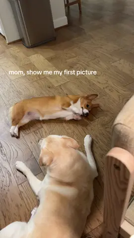 #corgi #corgisoftiktok 