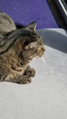 #pleaserepost #followme #catsoftiktok #foryoupage #fyp #modernfamily 