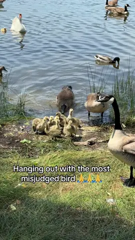 I love geese 🫶 #fyp 