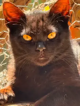 #PixVerse #catsoftiktok #mascotastiktok 