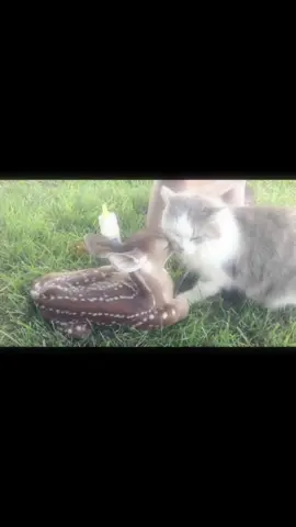 cat and deer bondd #fyp #foryoupage #animalsoftiktok #animallover #edit #cat #catsoftiktok #catlover #deer #deertiktok #bambi #us #cute #videoviral #mecore 