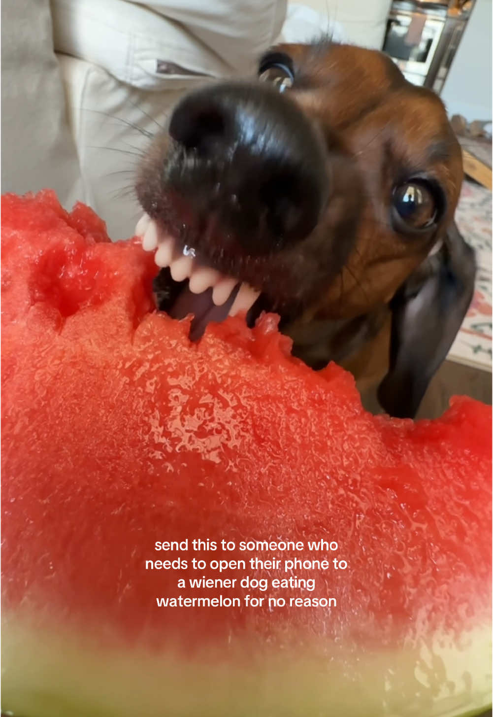 dachshund asmr 🌭
