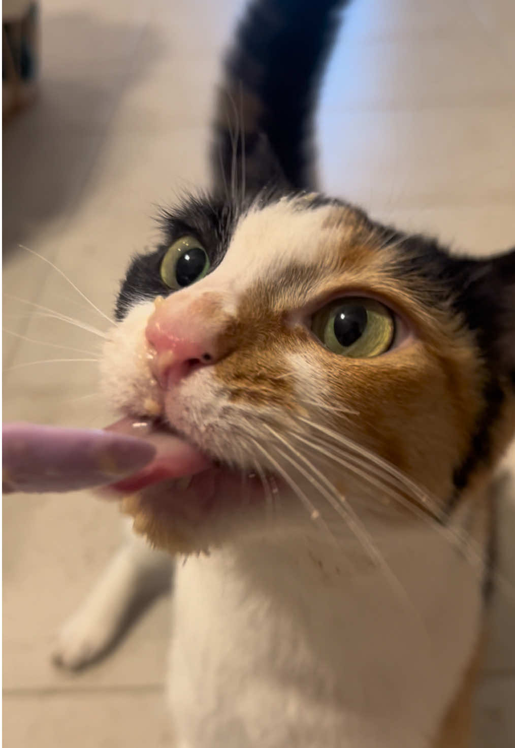 You can hear every tastebud.. #wobblycat #cat #cerrebellarhypoplasia 