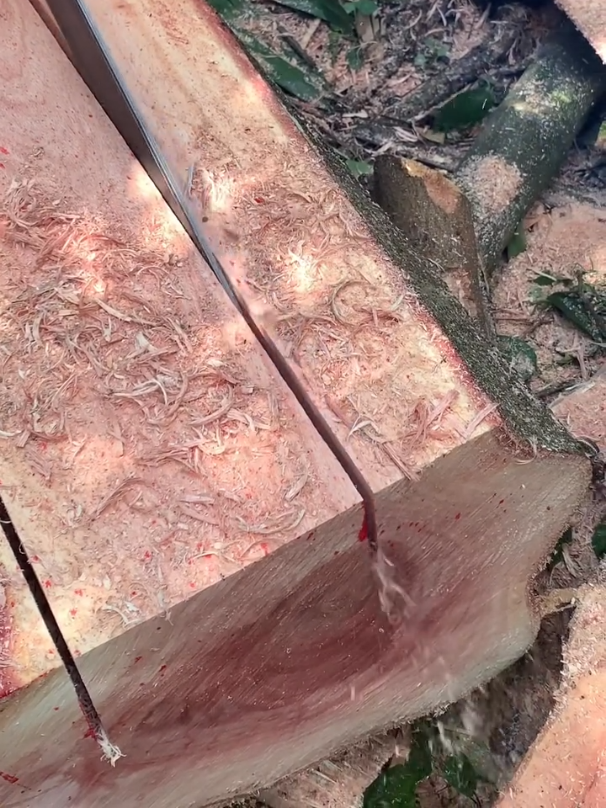 #treecut 