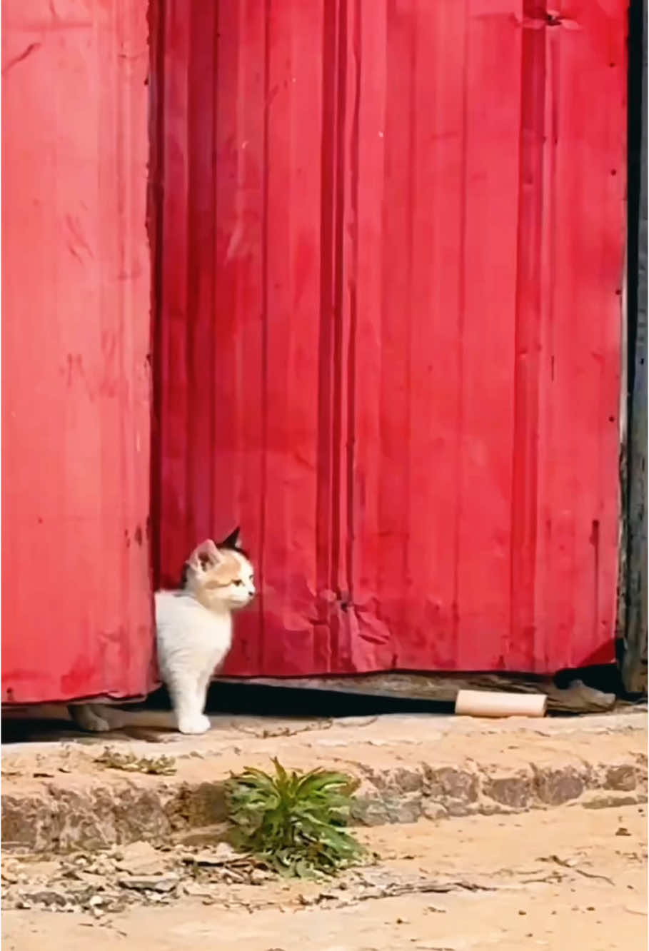 Mother cat protects kitten😹😹 #funny #catsoftiktok #kittycat #cute  #kitten #kitty #funnyvideo #fypツ #catlover 