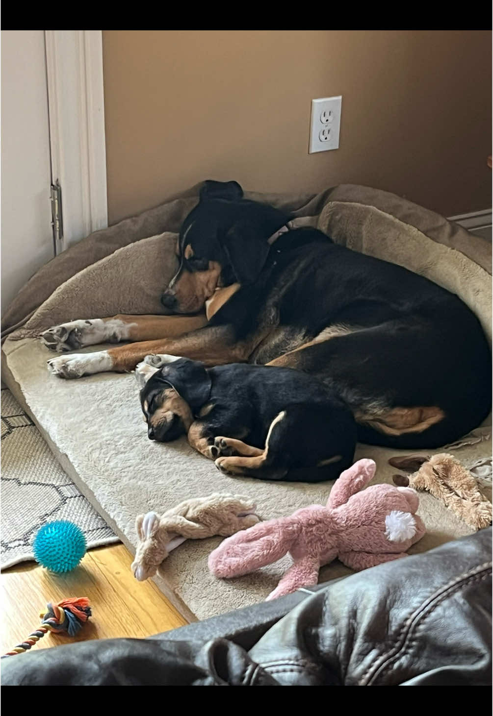 Bugs Bunny, now Kubli, is living his best life SO spoiled and SO loved with his family that includes his new BFF named Mabel, a Vintage Racers for Rescues alumni formerly named Mama Mabel. Kubli flew to his #furever family in #CT thanks to Andrew and Anne with #PilotsNPaws. Bugs/Kubli and his 6 siblings were #rescued from the shelter after being found as strays with their #beagle Mama Bunny.  #happytails #happilyeverafter #BestFriends #doggybestfriends #fosteringsaveslives #rescuealumni #adopt #foster #rescue #blackandtandogs