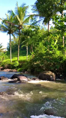 #sampurasun,Cocok sambil ngopi#reels__tiktok #kampungkuring #lemburkuring #sungai #suasanapagi #suasanapesawahan #cigalontang_singaparna #tasikmalaya_jawabarat #fyp #fyp 