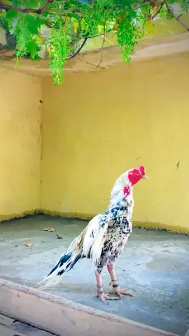 aseel murga#saymashallah #unfrezzmyaccount #highqualitybirds #aseellovers #viraltiktok #foryoupage 