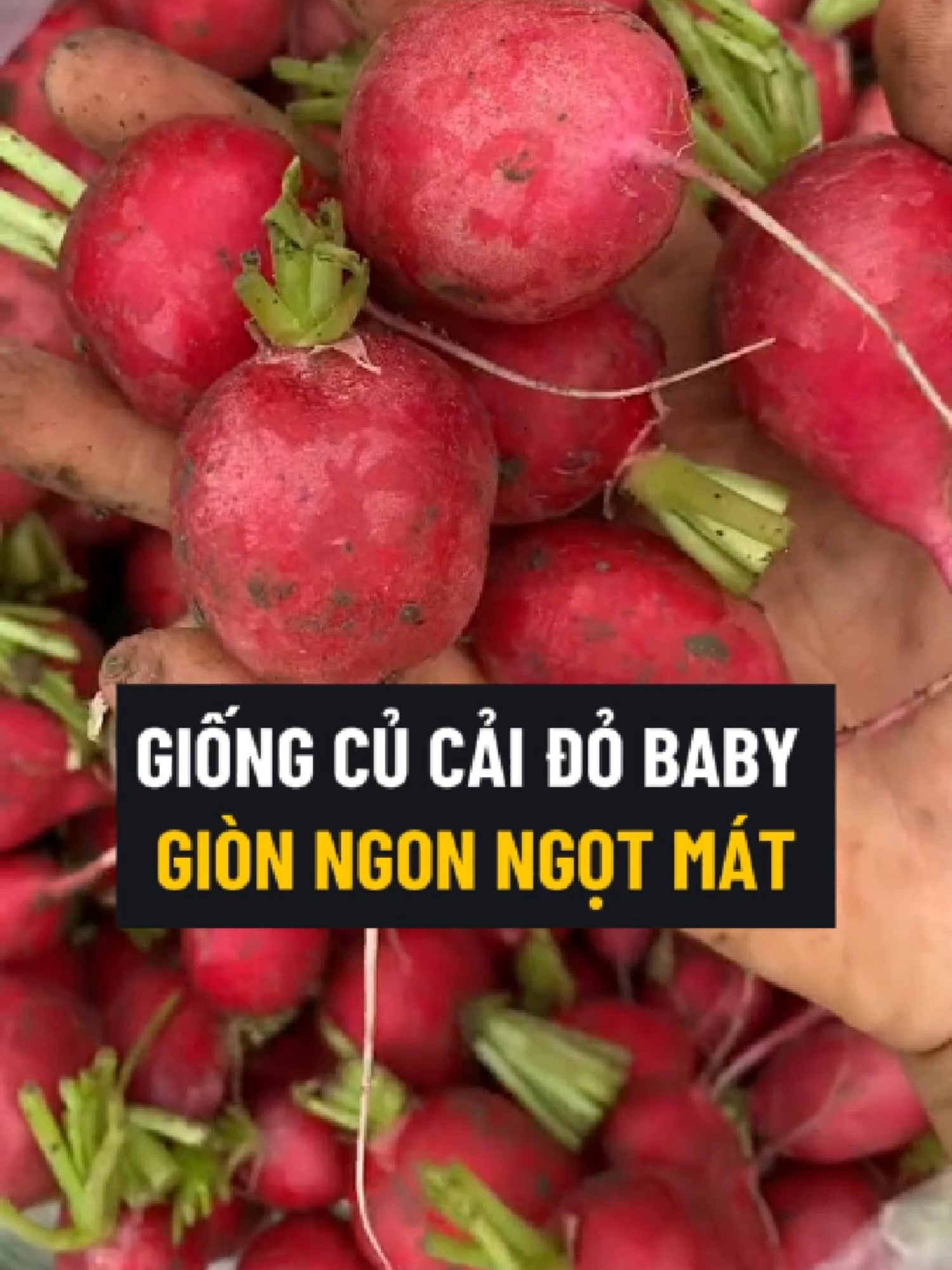 Vừa Ngon Vừa Ngọt Mà Giàu Dinh Dưỡng Tốt Cho Sức Khỏe. Cây Sinh Trưởng Tốt Dễ Trồng Dễ Chăm Sóc #cucai #cucaido #cucaidobaby #hatgiong #hatgiongcucai #hatgiongcucaido #trongcay #trongcucai #trongcucaido