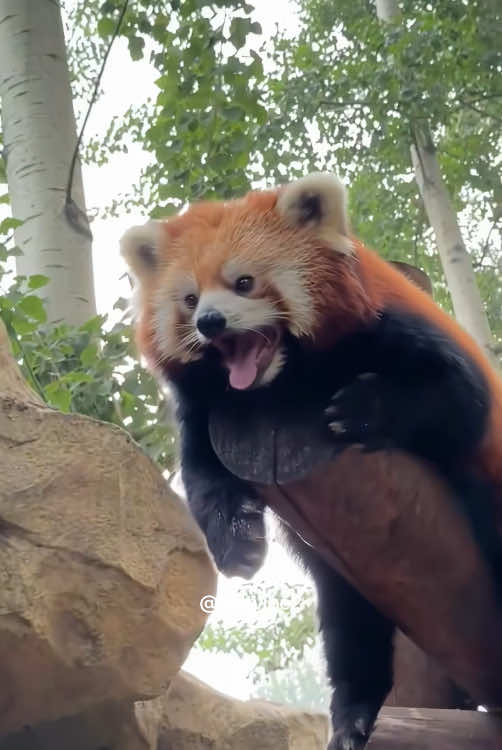 Red panda core 🤩Its smile healed me 🥰#fyp #redpanda #core #tiktok #funny #Love #happy #cute 