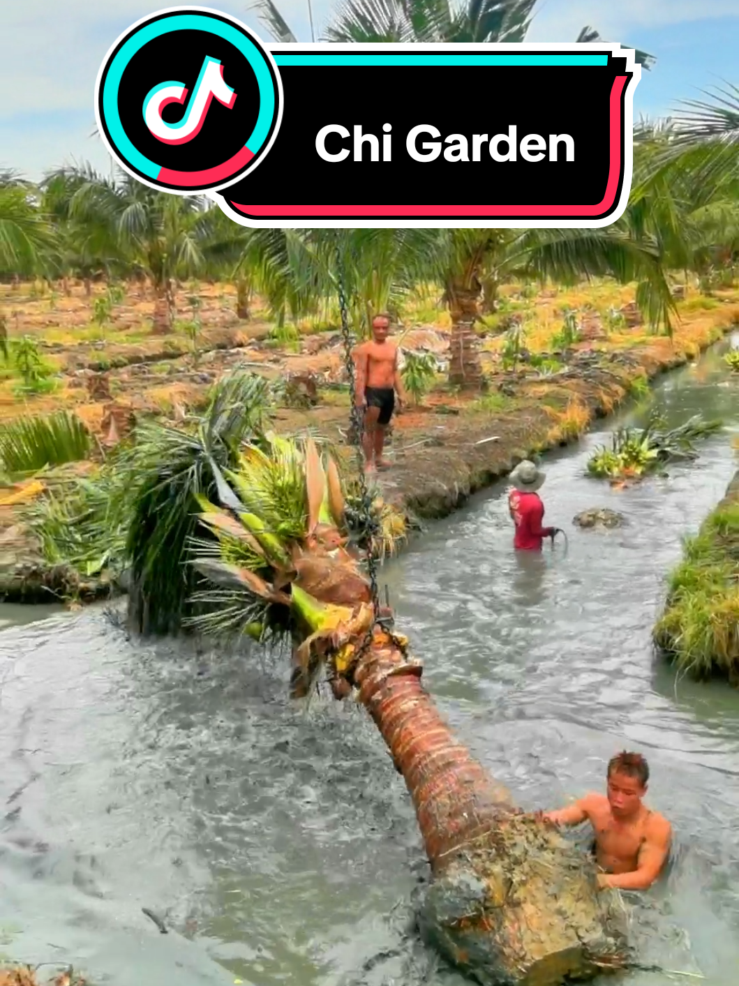6ปี​ #ชิการ์เด้น #chigarden #มะพร้าวน้ำหอมบ้านสวนดำเนินสะดวก #ต้นมะพร้าวขุดล้อมชิการ์เด้น #CapCut 
