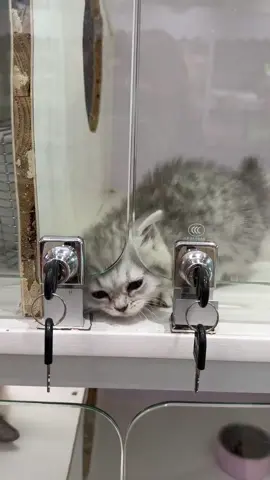 #fun #animals #cute 