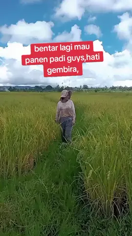 bergembira sebentar lagi kita panen #masukberandamu #petani #fypシ゚ 