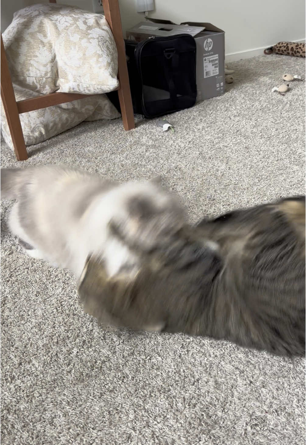 These two cats get H**H on Catnip and then the shenanigans get started #fyp #explore #foryoupage #foryou #catsoftiktok #Love #cats #catnip 