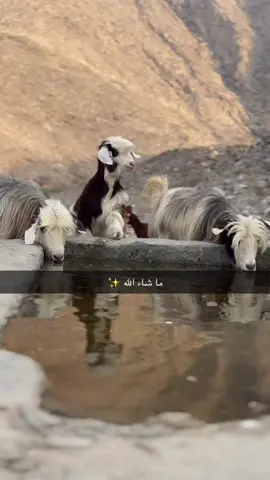 #غنم_صنف #جبال_عمان🇴🇲🇴🇲🇴🇲 #الهشتاجات😂🔥🔥🔥 #مناظر_طبيعيه 