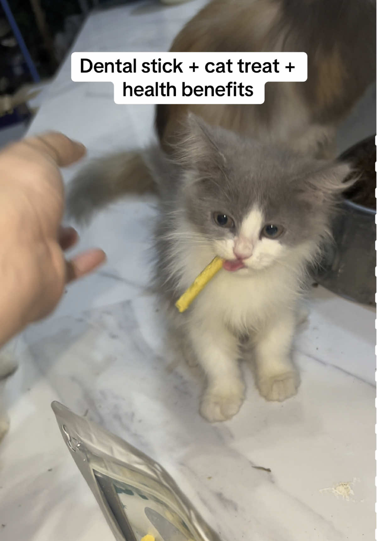 Yan ang cat treats ko sa cats ko dental stick na derecho :) #cat #catowner #cattreats #catfood #misswiss 