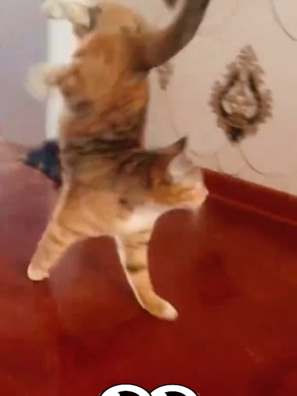 This cat is broken! Give me my cat back #кіттіктокер #кітукраїнець #кіт #cattok #catlover #cats #catsoftiktok #cat #cute #кот #kitten #котики #коты #котенок #котикиприколы #котыприколы #смешное #смешныеживотные #собака #собакадругчеловека #собаки #dog #dogsoftiktok #dogs #doglover #tiktok #собакиприколы #котики #котикиприколы #кумеднікоти #catsoftiktok #yellowcat #котысобаки #котята #котыприколы #собакиприколы #приколы #лучшее 