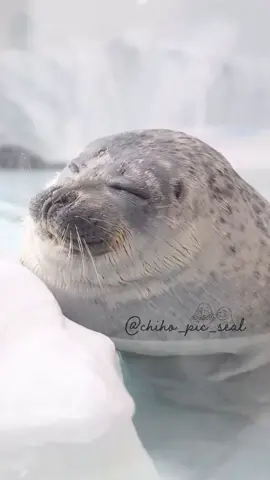 tired seal 🦭 💤💤 #tiredseal #seal #seals #funny #pinnipeds #pinniped #yochan #fyp #foryou #ringedseal #harbourseal #spottedseal #sleepy 