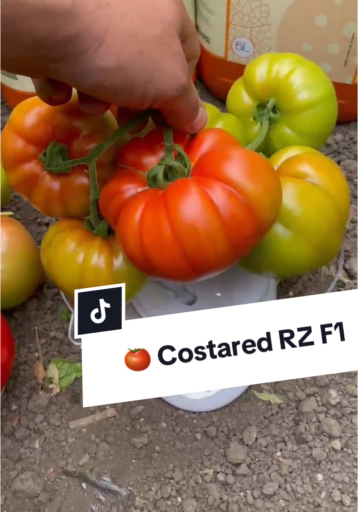 #costared #costaredrzf1 #biocat15 #sodial #hollandfarmingagro #tomate  #culturadesucces #agricultura #legumicultura #rosii #fyp #fürdich #foru #fy #fypage #fypp 