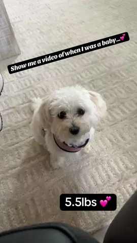 Cuteness overload…🥰🐾💕 #fyp #dogtiktok #dogsoftiktok #puppiesoftiktok #maltipoosoftiktok #viralpuppy #maltipoopuppy #puppytok #dogmom #puppylife #girldog #cutestpuppy #maltipoo #puppytiktok #loveher #smalldog 